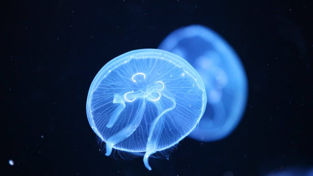 jammy jellyfish